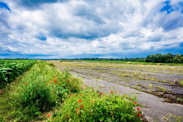 Runway at RAF Wisley, Surrey now surrounded by cornfields. (Photo by MediaDrumWorld.com)