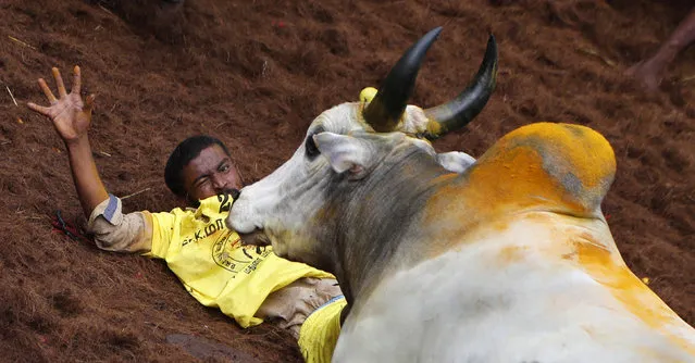 In this Thursday, January 17, 2019, photo, an Indian tamer reacts as a bull charges towards him during a traditional bull-taming festival called Jallikattu, in the village of Allanganallur, near Madurai, Tamil Nadu state, India. (Photo by Aijaz Rahi/AP Photo)