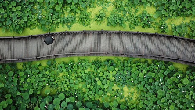 This aerial photo taken on June 25, 2018 shows a person walking with an umbrella along a path through lotus flowers in Yangzhou in China's eastern Jiangsu province. (Photo by AFP Photo/Stringer)