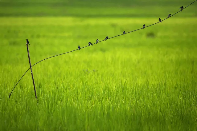 Birds sit on a wire in a paddy field at Moronga village, along the Assam-Meghalaya state border, India, Friday, August 13, 2021. More than 60 percent of India's 1.3 billion citizens engage in agriculture. (Photo by Anupam Nath/AP Photo)