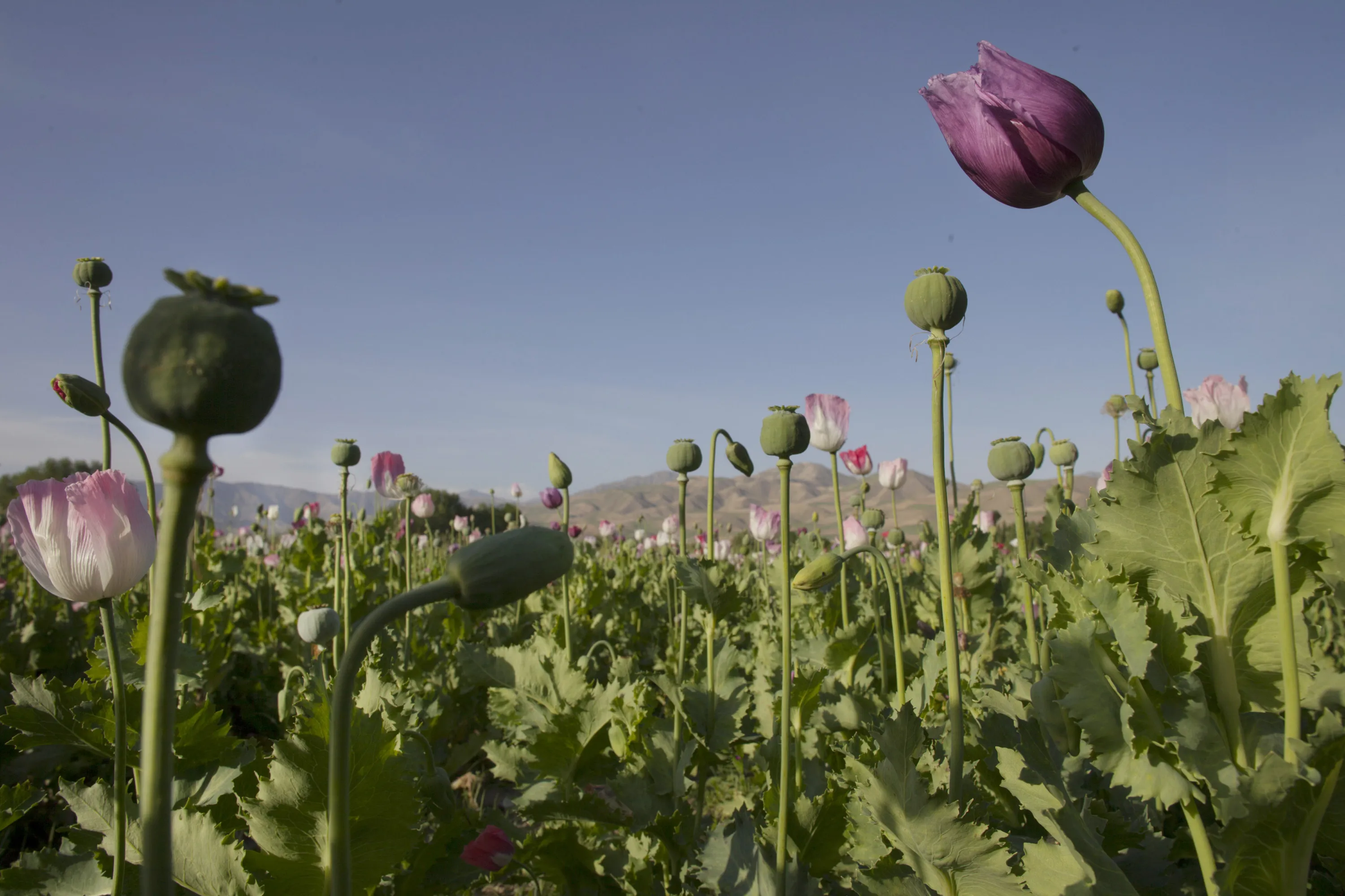 Poppy Eradication In Afghanistan