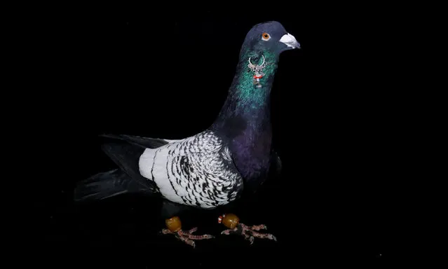 A pigeon, known as Siyah Kinifirli, with an approximate market value of 1000 Turkish Lira ($263), bred by 23-year-old Ismail Ozbek, is pictured in Sanliurfa, Turkey, December 23, 2016. As night-time approaches in Sanliurfa, southeastern Turkey, most of the alleyways of the city's old bazaar are emptying out of buyers and vendors, except for one. The bustle of daytime trading has died down, but on this little street, a stream of men carry cardboard boxes filled with pigeons to a cluster of three teahouses. Here, they sell the birds at Sanliurfa's famed auctions to a dedicated band of pigeon keepers and breeders, a pastime that has been thriving for hundreds of years across the region and over the nearby border into war-torn Syria. In a country where the minimum wage is about 1,400 Liras ($367) a month, enthusiasts regularly easily spend hundreds of dollars for one bird. “I once sold a pair of pigeons for 35,000 Turkish Lira”, says auctioneer Imam Dildas. “This is a passion, a hobby you cannot quit. I've been known to sell the fridge and my wife's gold bracelets to pay for pigeons”. (Photo by Umit Bektas/Reuters)