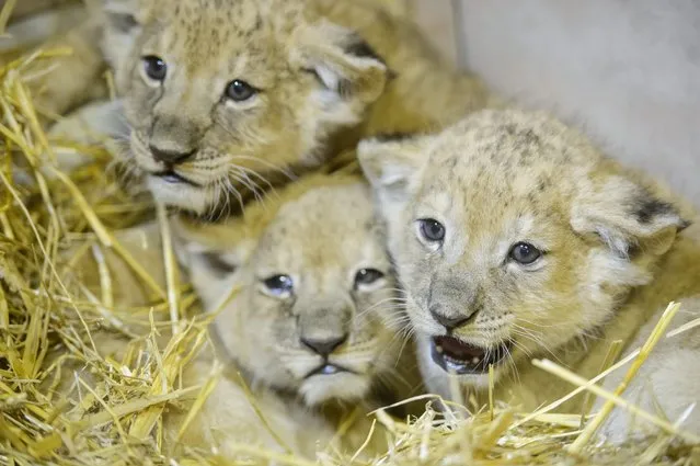 Lion cubs cuddle in the Gyongyos Zoo in Gyongyos, 79 kms northeast of Budapest, Hungary, Tuesday, February 23,  2016. The yet unnamed one male and two female cubs, the fourth litter of lioness Elza, were born on  Jan. 12. (Photo by Peter Komka/MTI via AP Photo)