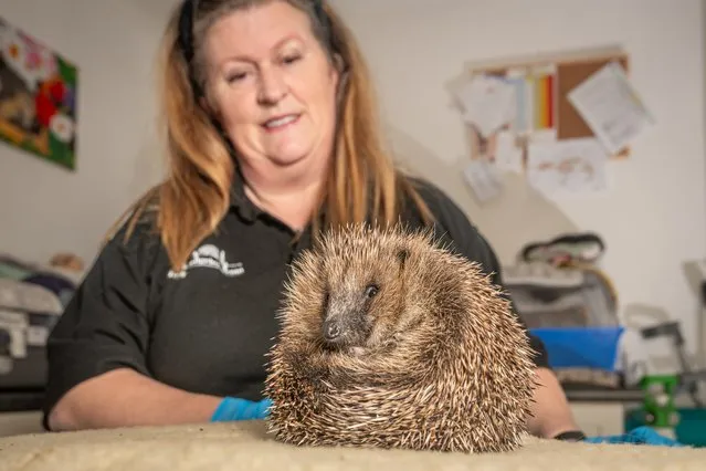 Tas Clarke with Sam, a hedgehog who was found wandering the streets of Eastbourne, East Sussex in December 2023. Clarke and her Help4Hedgehogs rescue centre in Herstmonceux nursed Sam back to health over six weeks. (Photo by JSC/The Times)