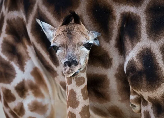 Giraffe cub Katja stands next to its mother at the Opelzoo in Kronberg, central Germany, Tuesday, January 7, 2014. (Photo by Frank Rumpenhorst/AP Photo/DPA)