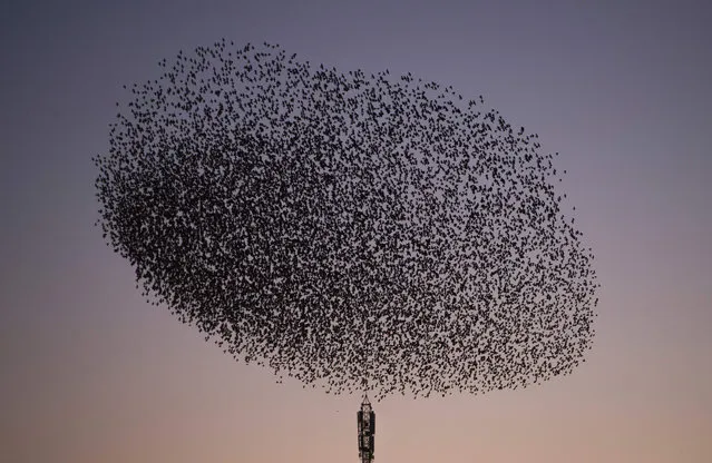 A picture taken on January 17, 2016 shows a murmuration of starlings in the sky of Pontevedra, northwestern Spain. (Photo by Miguel Riopa/AFP Photo)