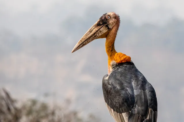 Conservation award, gold winner: Hargila Army: Beautiful Scavengers, Carla Rhodes, US. Towering at 1.5 metres tall and with a wingspan of 2.5 metres, greater adjutants are the most endangered species of stork on the planet. These birds were pictured in Assam in north-east India where they live on a landfill site. (Photo by Carla Rhodes/2021 Bird Photographer of the Year)