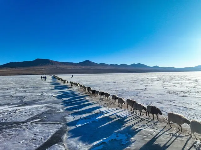Aerial view of flock of sheep crossing an ice lake to an island in the middle of the lake for enough grass in winter on February 1, 2024 in Lhoka, Xizang of China. (Photo by Tang Fangxiao/VCG via Getty Images)
