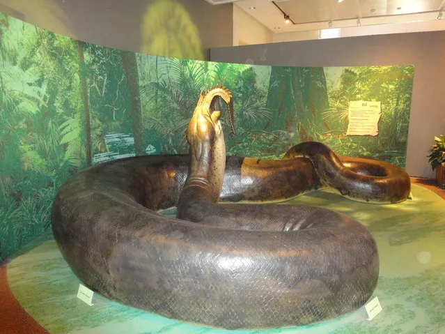 Titanoboa: Monster Snake