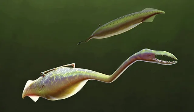 An artist's reconstruction shows the Tully Monster, a type of jawless fish called a lamprey, as it would have looked 300 million years ago in this image released on March 16, 2016. The so-called “Tully Monster” had a crane-like neck, tooth-filled jaws resembling a lobster claw, and eyes mounted at either end of a bar across the middle of its back. Thousands of fossil specimens of the foot-long sea beast, that lived more than 307 million years ago, have been uncovered from a single site close to Chicago in Illinois, US. (Photo by Sean McMahon/Reuters/Yale University)