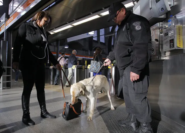 Miller, a Transit Police dog with the Massachusetts Transportation Authority Explosives Detection Unit, sniffs a bag at Back Bay Station as commuters enter the subway system a day after two explosions near the finish line of the Boston Marathon in Boston, Massachusetts April 16, 2013. (Photo by Jessica Rinaldi/Reuters)