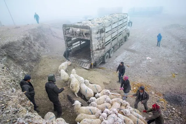 Kazakh herdsmen guide sheep onto a truck in Yili, Xinjiang Uighur Autonomous Region, China, March 12, 2016. (Photo by Reuters/China Daily)
