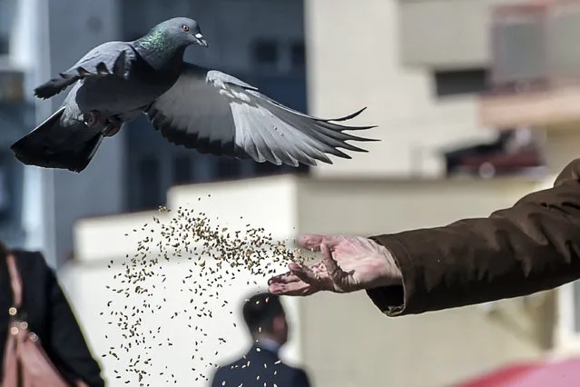 A man feeds a pigeon at the Mother Teresa square in Pristina, Kosovo on February 22, 2017. (Photo by Armend Nimani/AFP Photo)