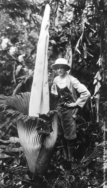 1940: Amorphophallus Titanum the world's largest flower in full blossom