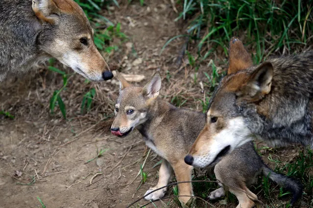 In this June 13, 2017, file photo, the parents of this 7-week old red wolf pup keep an eye on their offspring at the Museum of Life and Science in Durham, N.C. A pack of wild canines found frolicking near the beaches of the Texas Gulf Coast have led to the discovery that red wolves, or at least an animal closely aligned with them, are enduring in secluded parts of the Southeast nearly 40 years after the animal was thought to have become extinct in the wild. (Photo by Gerry Broome/AP Photo)