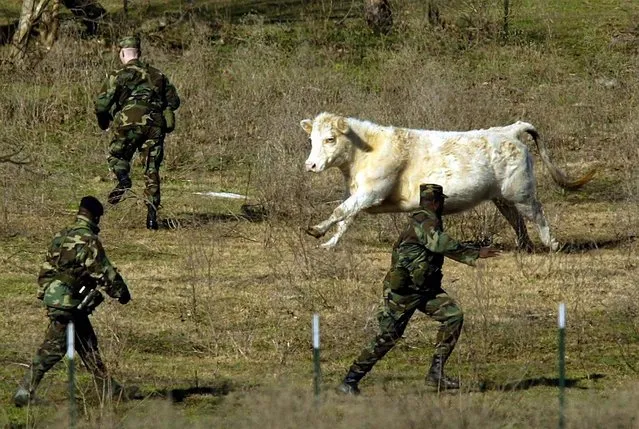 Members of the Texas National Guard run from a charging calf while searching a field for remnants of Columbia on February 4, 2003 in Bronson, Texas. (Photo by Ronald Martinez/Getty Images)