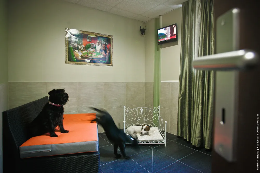 Pet Hotels
