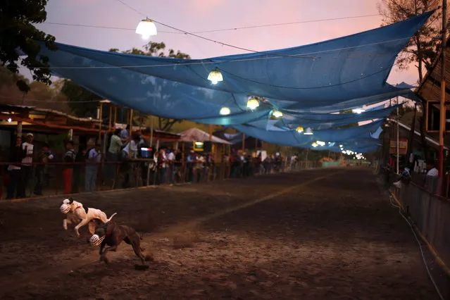 Greyhounds compete during a race at Santiago city, March 1, 2014. (Photo by Ivan Alvarado/Reuters)