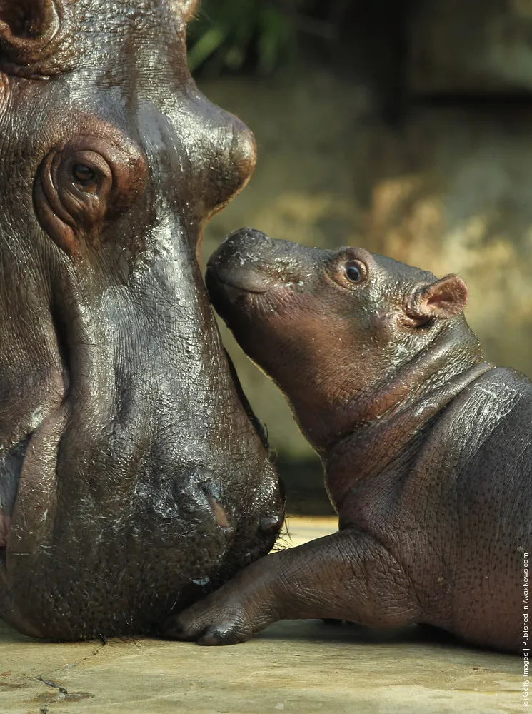 Baby Hippopotamus Presentation At Berlin Zoo