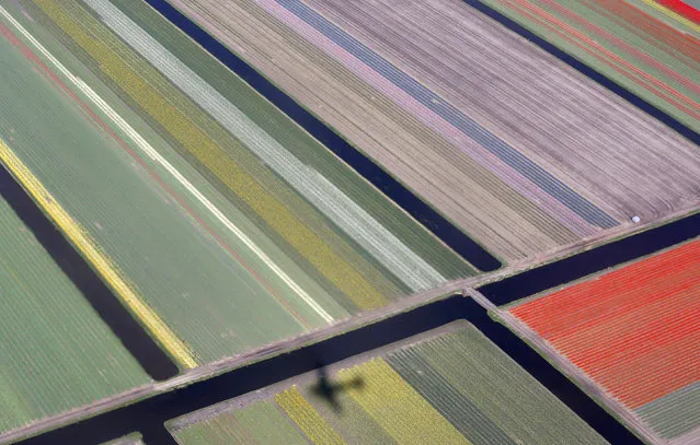 Aerial view of flower fields near the Keukenhof park, also known as the Garden of Europe, in Lisse April 9, 2014. (Photo by Yves Herman/Reuters)