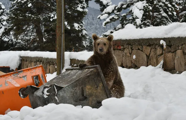 A baby grizzly bear, which didn't hibernate, searches for food around a trash container in Inonu neighbourhood in Sarikamis district of Turkey's northeastern Kars Province on December 15, 2018. (Photo by Huseyin Demirci/Anadolu Agency/Getty Images)