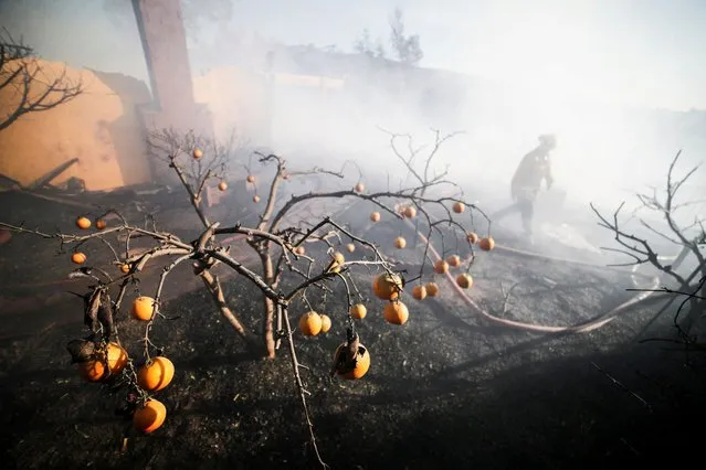 Oranges hang burned from the Sycamore Fire which destroyed several homes in Whittier, California, U.S., February 10, 2022. (Photo by David Swanson/Reuters)