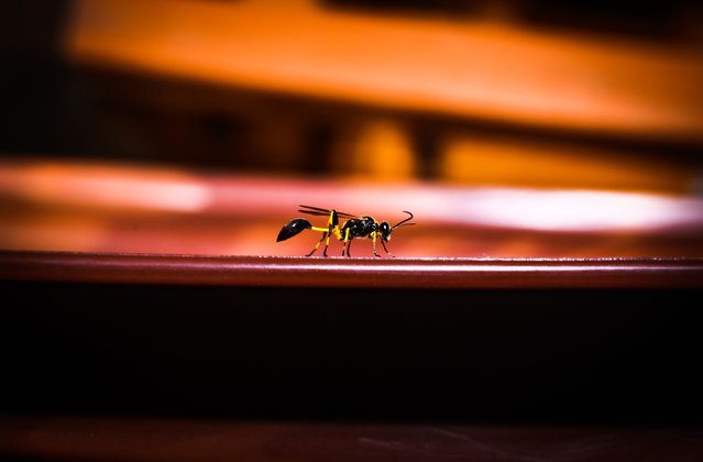 A black mud-dauber wasp in West Bengal, India on June 24, 2024. These insects capture spiders and paralyse them, then drag them back to their mud nests as food for their larvae. (Photo by Soumyabrata Roy/NurPhoto via Getty Images)