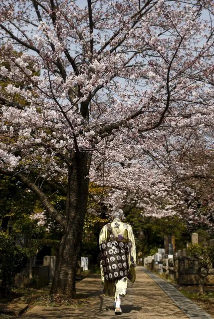 A Shinto priest walks under cherry trees at Aoyama Cemetery on a sunny day in Tokyo, Japan, March 31, 2016. (Photo by Thomas Peter/Reuters)