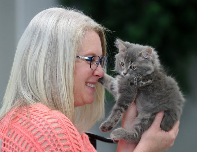 Cafe owner Heidi Wiegel is pushed away while trying to give Littlefoot a smooch at Whimsical Whiskers CatFae & Rescue, on Tuesday, July 9, 2024, in Akron, Ohio. (Photo by Jeff Lange/USA TODAY Network)