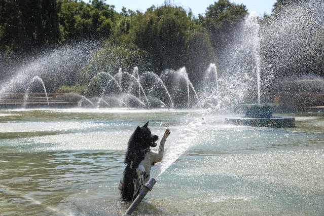 Oreo, the American Akita, Husky Cross plays in the fountains at Battersea Park on July 29, 2024 in London, United Kingdom. The UK Health Security Agency (UKHSA) issued a yellow heat-related health warning for much of England this week as temperatures are expected to hit 32C on Tuesday. (Photo by Dan Kitwood/Getty Images)