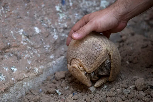 Biologist Rodrigo Cerqueira touches an armadillo, named Ana Botafogo in honor of the Brazilian dancer, at the Rio Zoo in Rio de Janeiro, Brazil, Wednesday, May 21, 2014. A Brazilian environmental group has launched an effort to save the endangered three-banded armadillo, the mascot for the World Cup that starts next month. (Photo by Silvia Izquierdo/AP Photo)