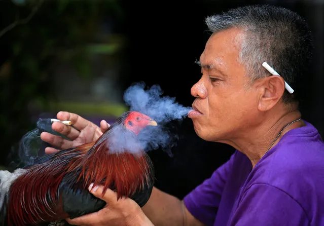 A man blows cigarette smoke on his fighting cock at the backyard of his house in Paranaque city, metro Manila, Philippines May 13, 2017. (Photo by Romeo Ranoco/Reuters)