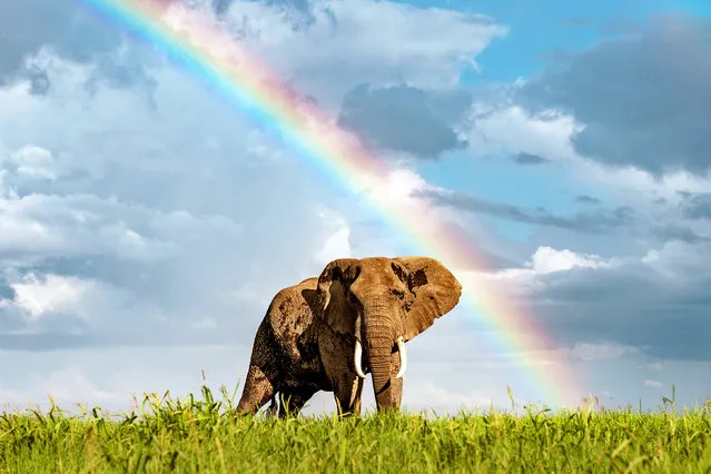 A man has captured the beautiful moment an elephant walks under a vivid rainbow on camera in March 2022. Gurcharan Roopra, 43, from Kenya, snapped the unique images at Amboseli national park, where the elephant must have been extremely close to the pot of gold as it passed the beautifully coloured rainbow. (Photo by Gurcharan Roopra/Caters News Agency)
