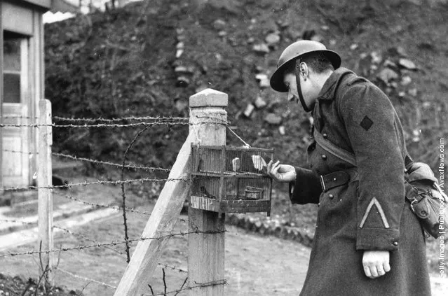 1939: A French soldier uses a caged bird to detect gas on the Maginot Line