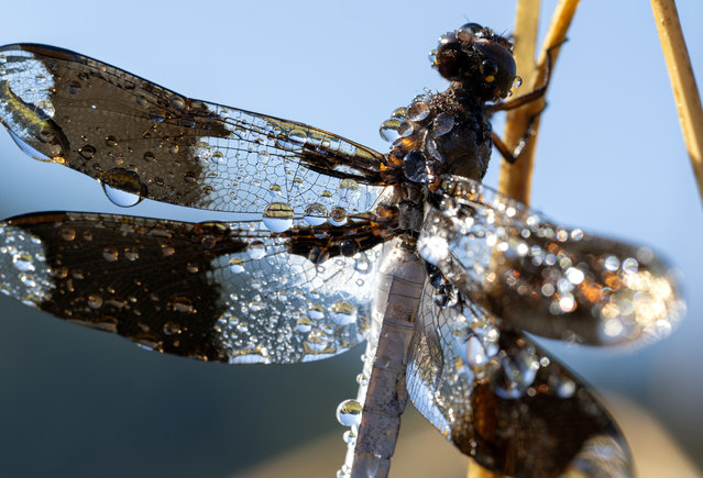 Water drops coat a dragonfly as it hangs from tall grass in a pasture along the Umpqua River near Elkton in rural southwestern Oregon on July 14, 2024. A dragonfly is a flying insect belonging to the infraorder Anisoptera below the order Odonata. About 3,000 extant species of dragonflies are known. Most are tropical, with fewer species in temperate regions. Loss of wetland habitat threatens dragonfly populations around the world. Their scientific name is Anisoptera. Dragonfly lifespan is only 7 to 56 days. (Photo by Robin Loznak/ZUMA Press Wire/Rex Features/Shutterstock)