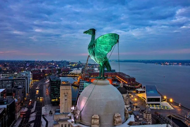 One of the Liverbirds that sits atop of the Royal Liver Building in Liverpool, is illuminated just before the sun rises over the city on Tuesday, April 26, 2022. (Photo by Peter Byrne/PA Images via Getty Images)