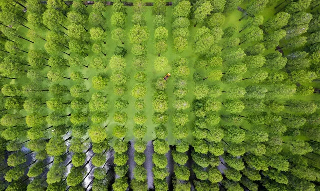 This aerial photo taken on August 3, 2019 shows tourists riding a boat among trees at Luyanghu Lake wetland park in Yangzhou in China's eastern Jiangsu province. (Photo by AFP Photo/China Stringer Network)