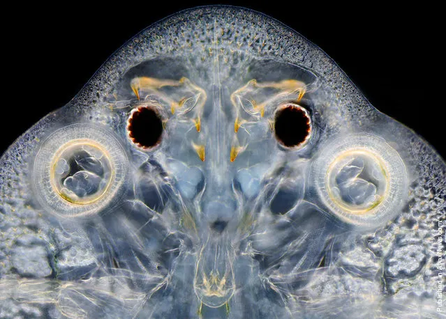 A fish louse (Argulus), viewed at 60x by Wim van Egmond of the Micropolitan Museum in Rotterdam, Netherlands