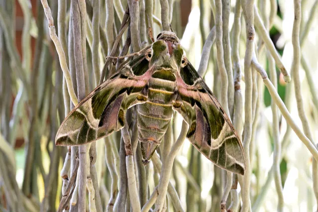 An adult oleander hawk moth rests on the aerial roots of orchid plants in a Bangkok garden in Thailand. (Photo by Robert Kennett/Alamy Stock Photo)