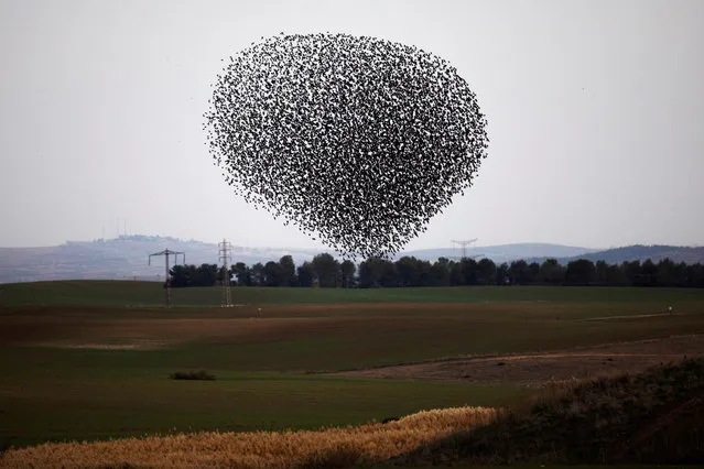 A murmuration of migrating starlings fly in a group over a field near Kiryat Gat, Israel on January 1, 2020. (Photo by Amir Cohen/Reuters)