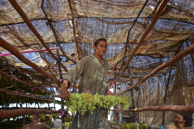 An Afghan farmer places fresh grapes inside a drying tent in Panjwai district of Kandahar province on August 19, 2024. (Photo by Sanaullah Seiam/AFP Photo)