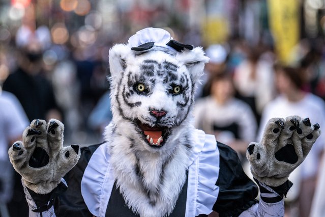 A participant in a tiger-themed costume walks during the “bakeneko” or supernatural cat festival as a Halloween parade in the Kagurazaka district of Tokyo on October 13, 2024. (Photo by Philip Fong/AFP Photo)