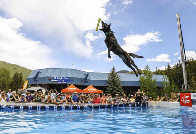 Bronn, a Dutch shepherd, launches 22 feet, 6 inches, during the Dock Dogs Outdoor Big Air for the GoPro Mountain Games, Thursday, June 9, 2022, at Lionshead Village in Vail, Colo. The big air is always a crowd favorite as dogs can fly nearly 30 feet in distance through the air. (Photo by Chris Dillmann/Vail Daily via AP Photo)