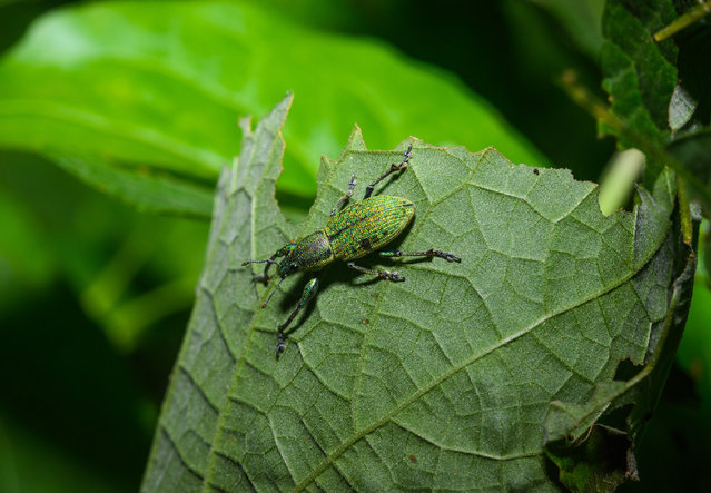 On August 31, 2024, a pair of Green Immigrant Leaf Weevils (Polydrusus formosus) was observed mating on a leaf in a forest at Tehatta, West Bengal, India. The Green Immigrant Leaf Weevil is a species of broad-nosed weevil belonging to the family Curculionidae, subfamily Entiminae. This weevil feeds on the leaves and buds of many hardwood and fruit trees, including birch, beech, oak, poplar, hawthorn, various shrubs, and Prunus species. The Green Immigrant Leaf Weevil is reddish-green in color, with a narrow face and a lined pattern on its back. It measures about 0.2-0.27 inches (5.3-6.8 mm) in length. This species is also considered a pest, as it feeds on crops like strawberries and raspberries. Adults are most commonly observed from April through August. These beetles lay their eggs in the bark or leaves of host plants. (Photo by Soumyabrata Roy/NurPhoto/Rex Features/Shutterstock)