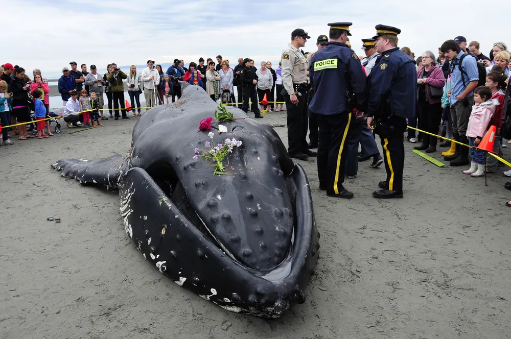 Young Humpback Whale Found Dead on the Beach in White Rock