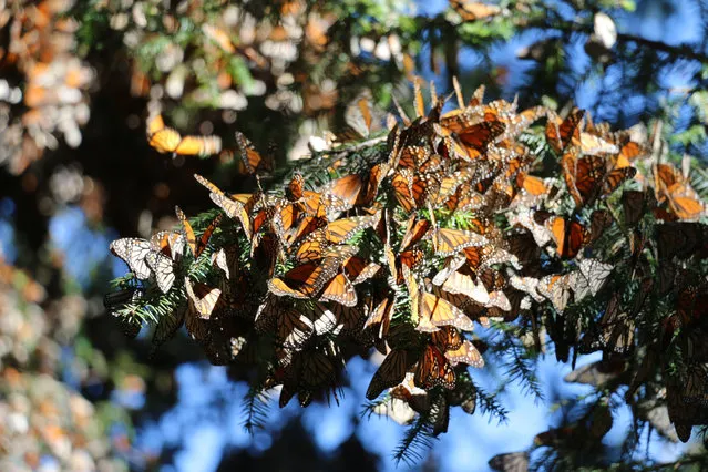 In this January 23, 2019 photo, numerous butterflies can be seen at one of their annual wintering spots in Cerro Pelón Monarch Butterfly Sanctuary near Macheros, Mexico. (Photo by Denise Siraco via AP Photo)