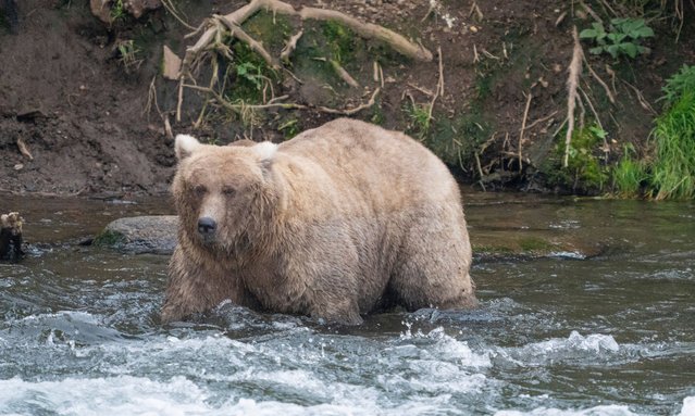 In this photo provided by the National Park Service is Grazer, the winner of the 2023 Fat Bear Contest, at Katmai National Park, Alaska on September 14, 2023. The park holds an annual contest in which people logging on to live webcams in park pick the fattest bear of the year. Grazer had 108,321 votes to handily beat Chunk, who has 23,134 votes, in the Oct. 10, 2023, finals. (Photo by F. Jimenez/National Park Service via AP Photo)