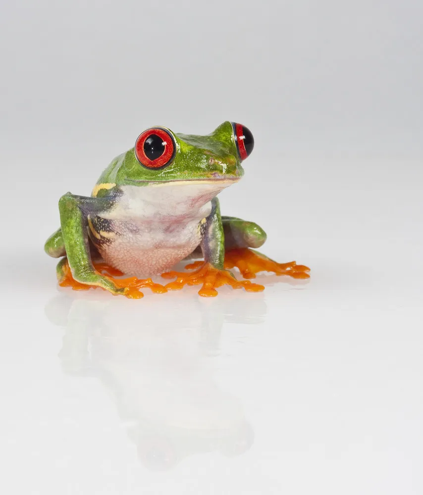 Agalychnis callidryas – The Red-eyed Treefrog