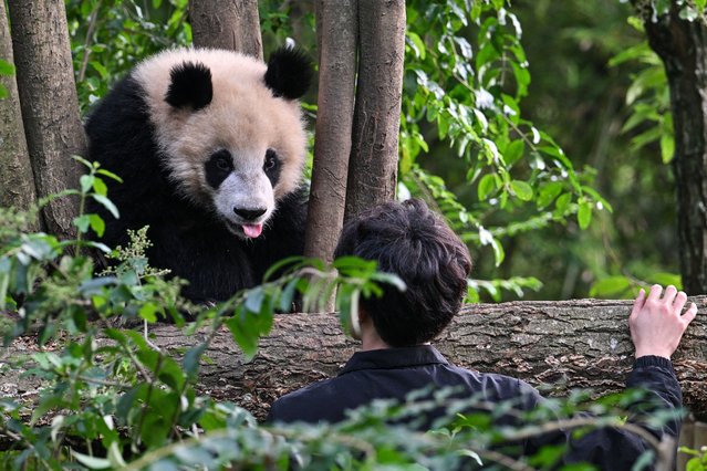 A worker is seen next to a young panda while trying to get him down from a log at the Chengdu research base for giant panda breeding in Chengdu, in China's southwestern Sichuan province on October 22, 2024. (Photo by Hector Retamal/AFP Photo)