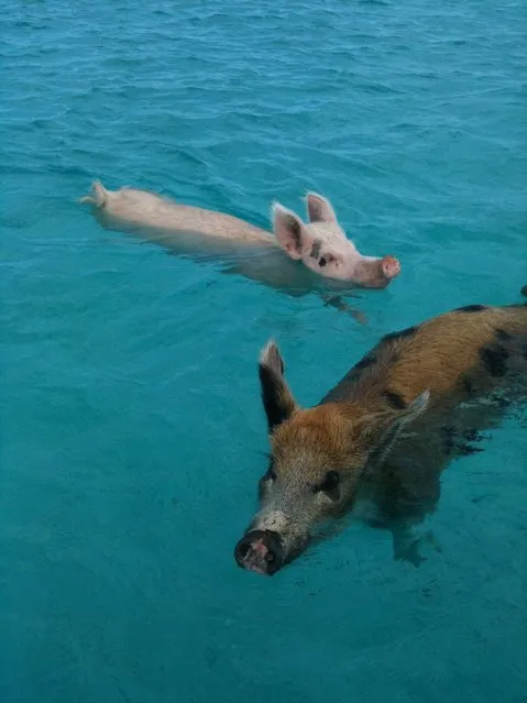 Swimming Pig Off The Island Of Big Major Cay